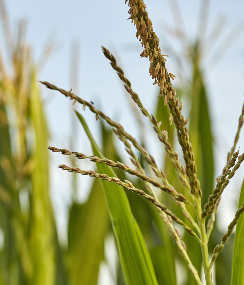 Grain Logistics Services Tuscarora Grain Company